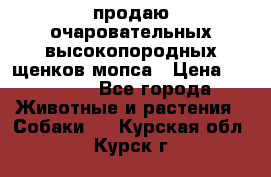 продаю очаровательных высокопородных щенков мопса › Цена ­ 20 000 - Все города Животные и растения » Собаки   . Курская обл.,Курск г.